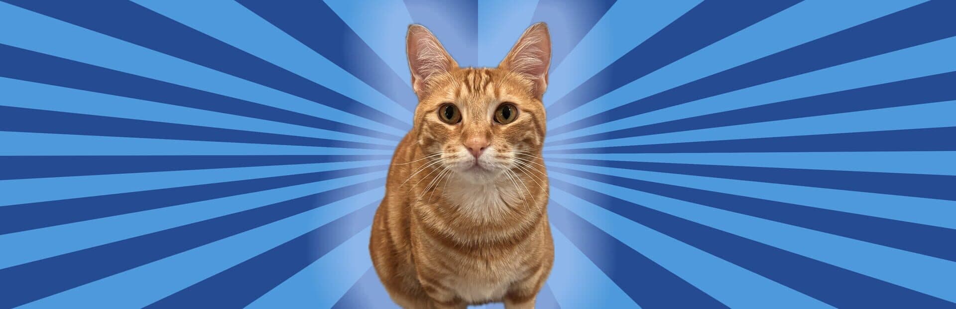 Artwork for Silly Linguine Cat Simulator Deluxe Online