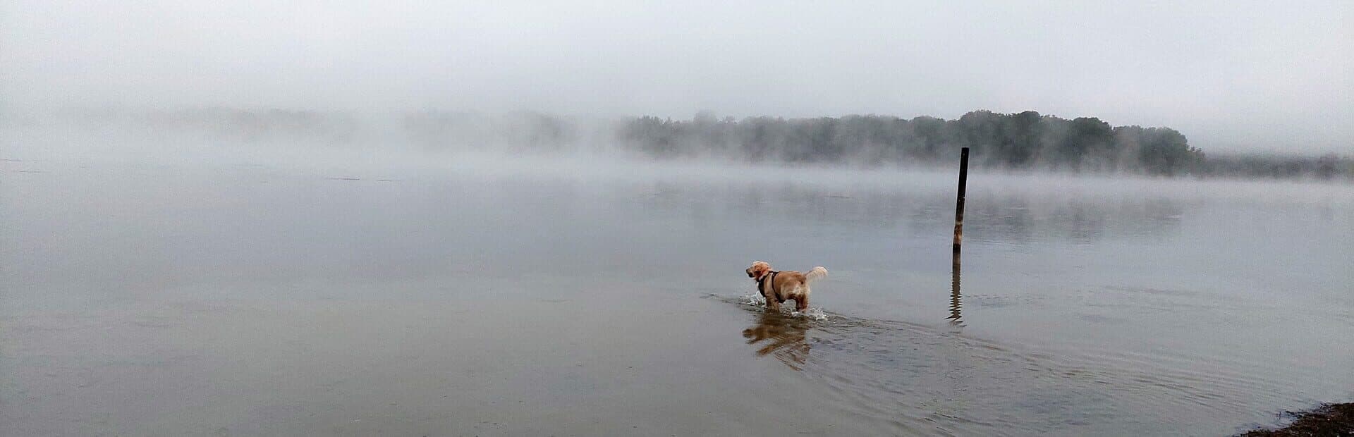 Artwork for Golden Retriever Simple Life