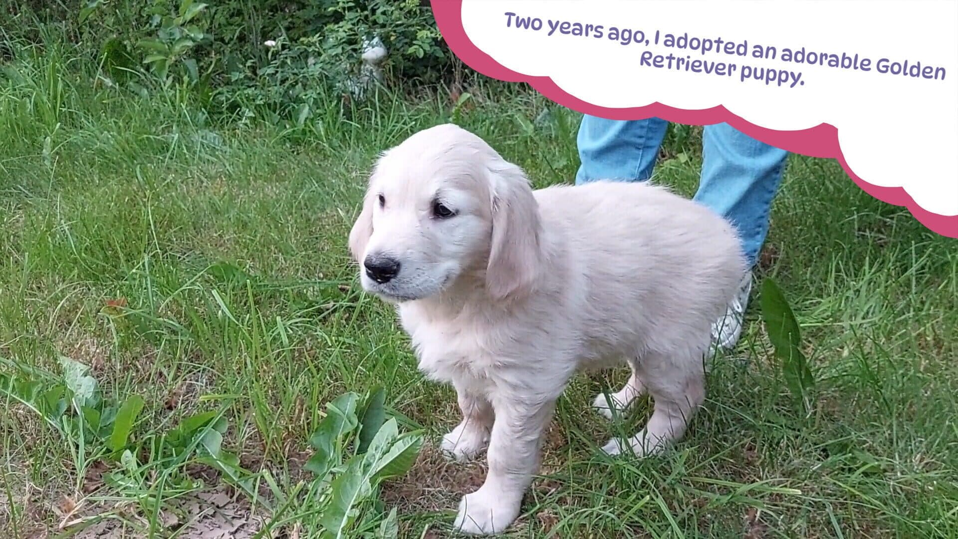 Screenshot for Golden Retriever Simple Life