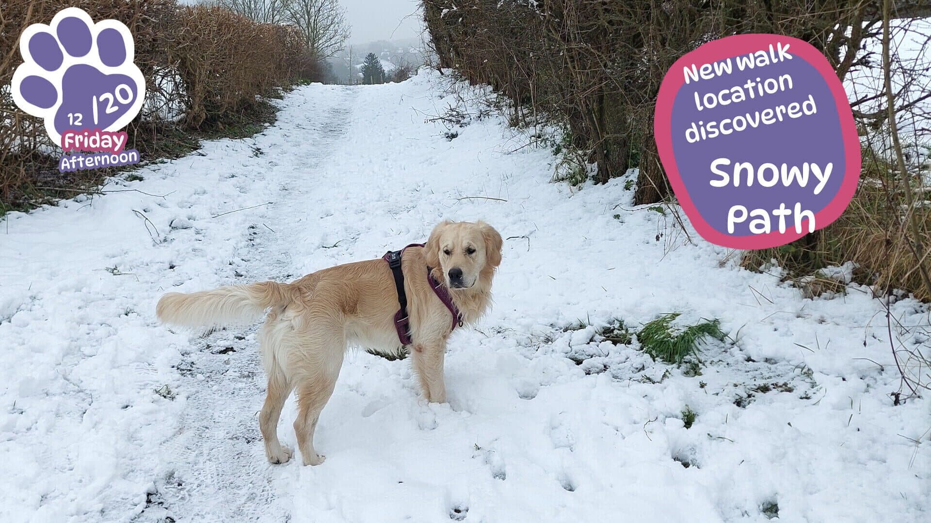 Screenshot for Golden Retriever Simple Life