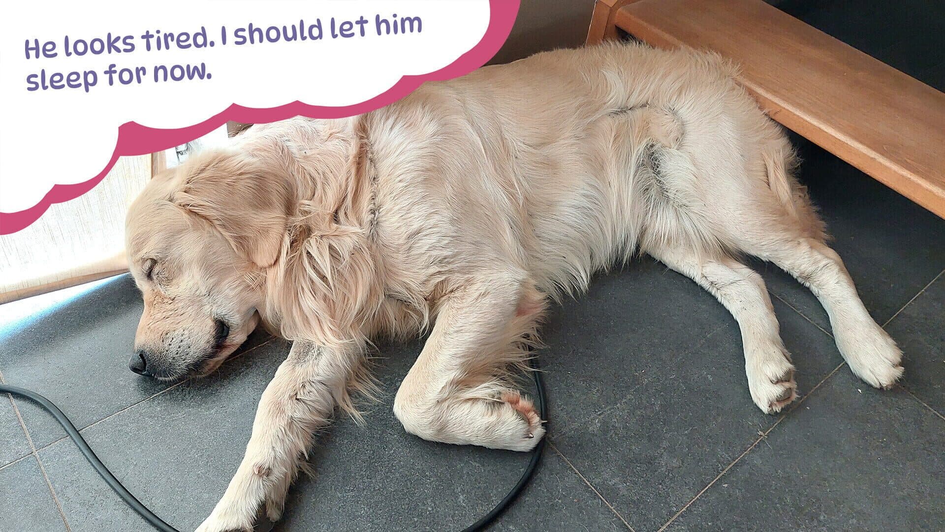 Screenshot for Golden Retriever Simple Life