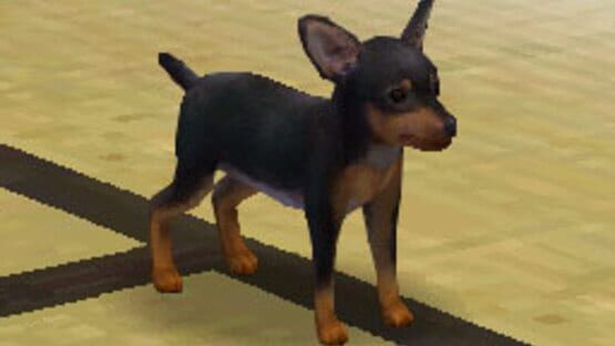 Screenshot for Nintendogs: Shiba & Friends
