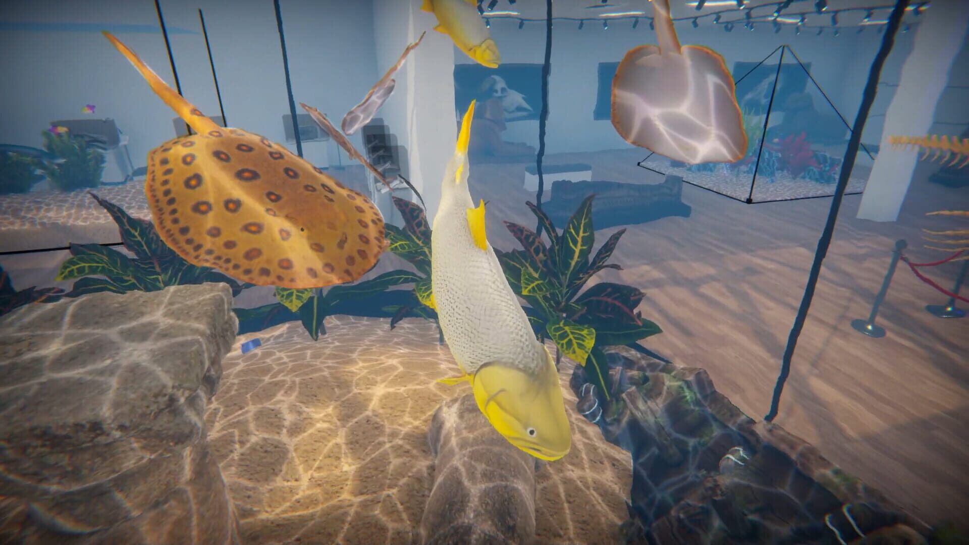 Screenshot for Aquarist: American Fish DLC