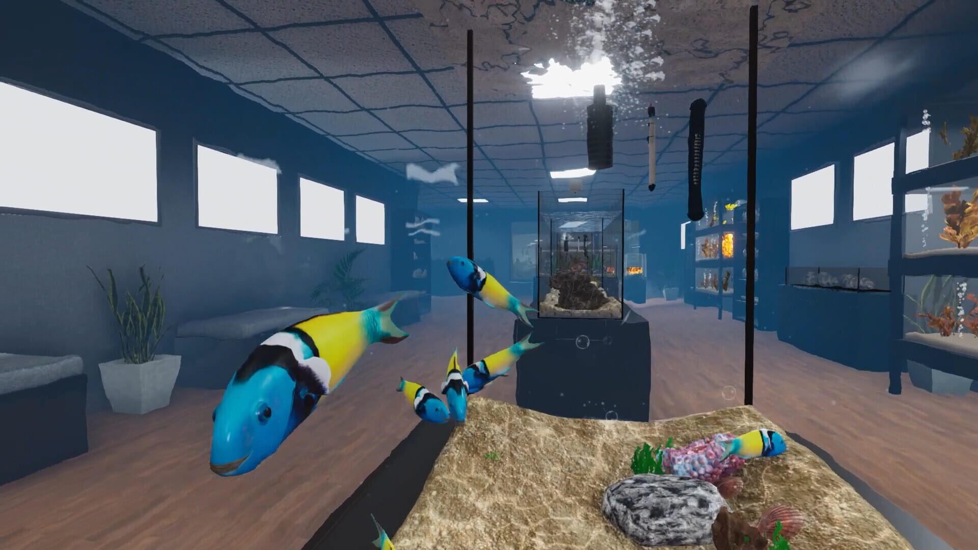 Screenshot for Aquarist: American Fish DLC