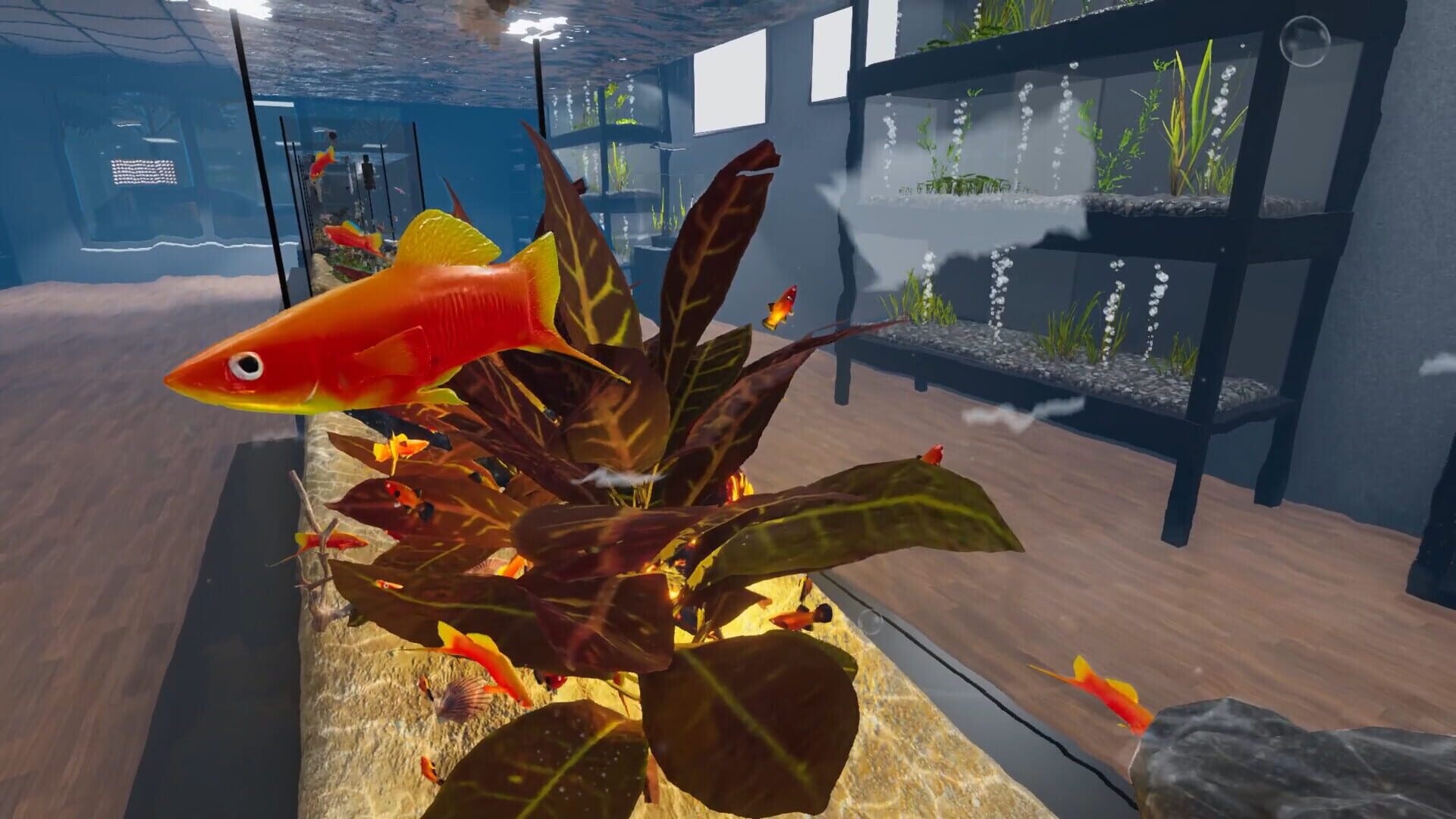 Screenshot for Aquarist: American Fish DLC