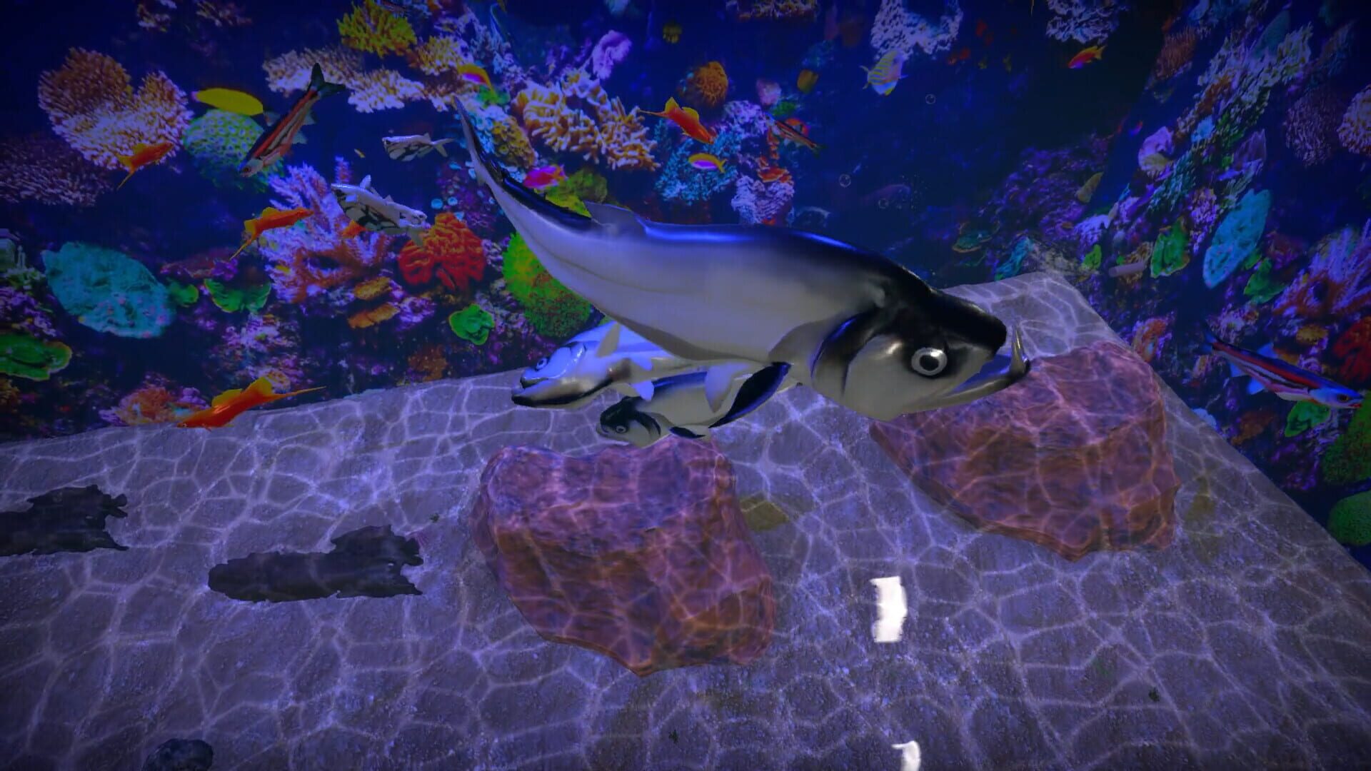 Screenshot for Aquarist: American Fish DLC