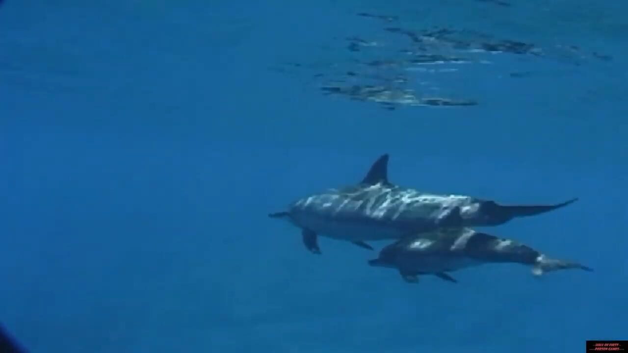 Screenshot for Body Glove Bluewater Hunter
