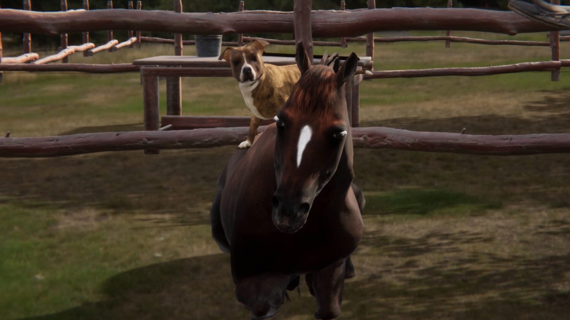 Screenshot for Animal Trainer