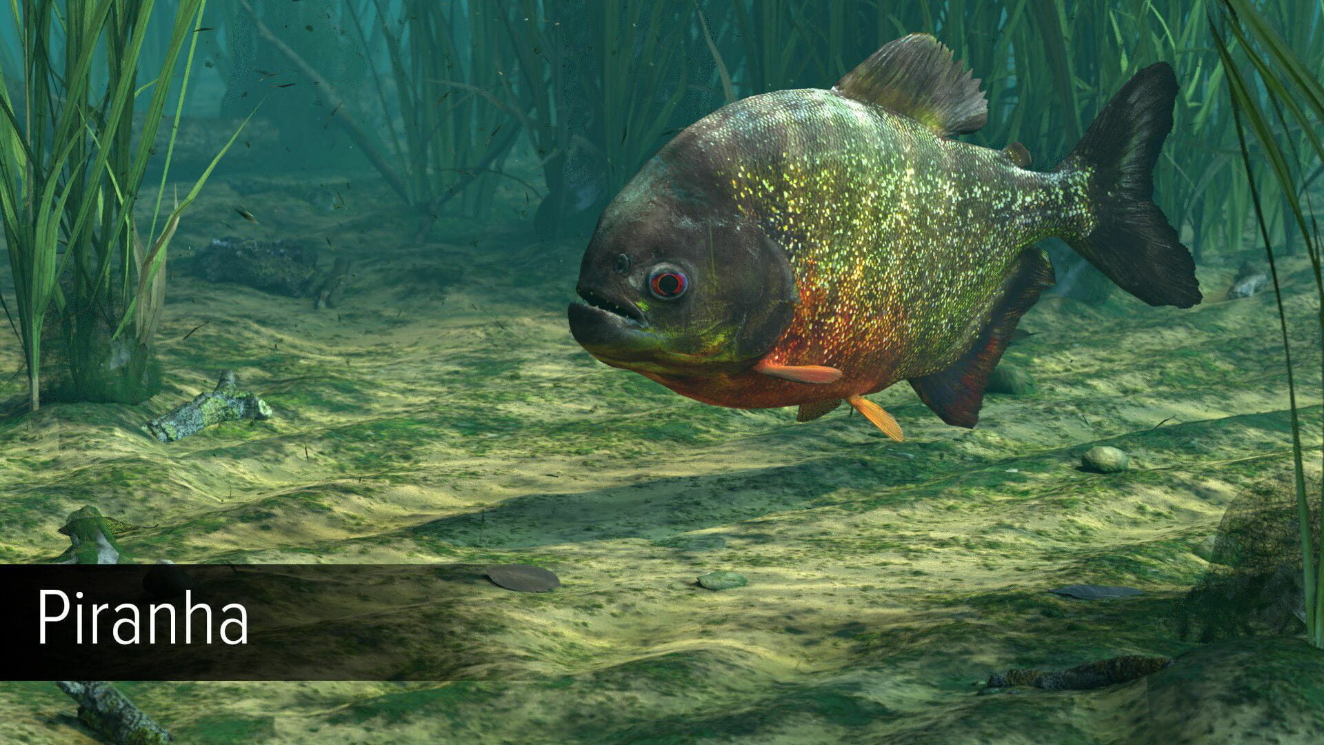 Screenshot for Ultimate Fishing Simulator: Amazon River