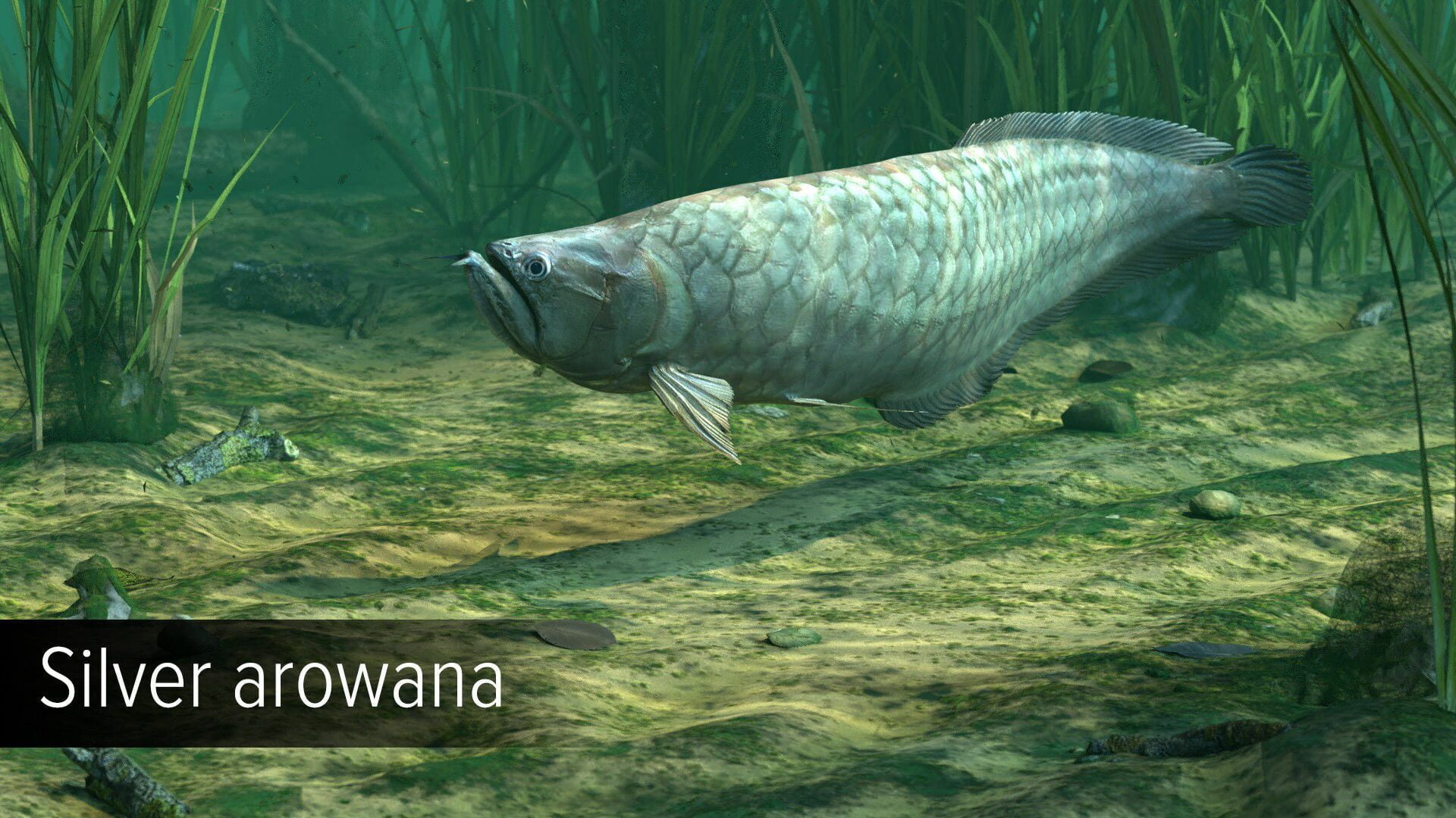 Screenshot for Ultimate Fishing Simulator: Amazon River