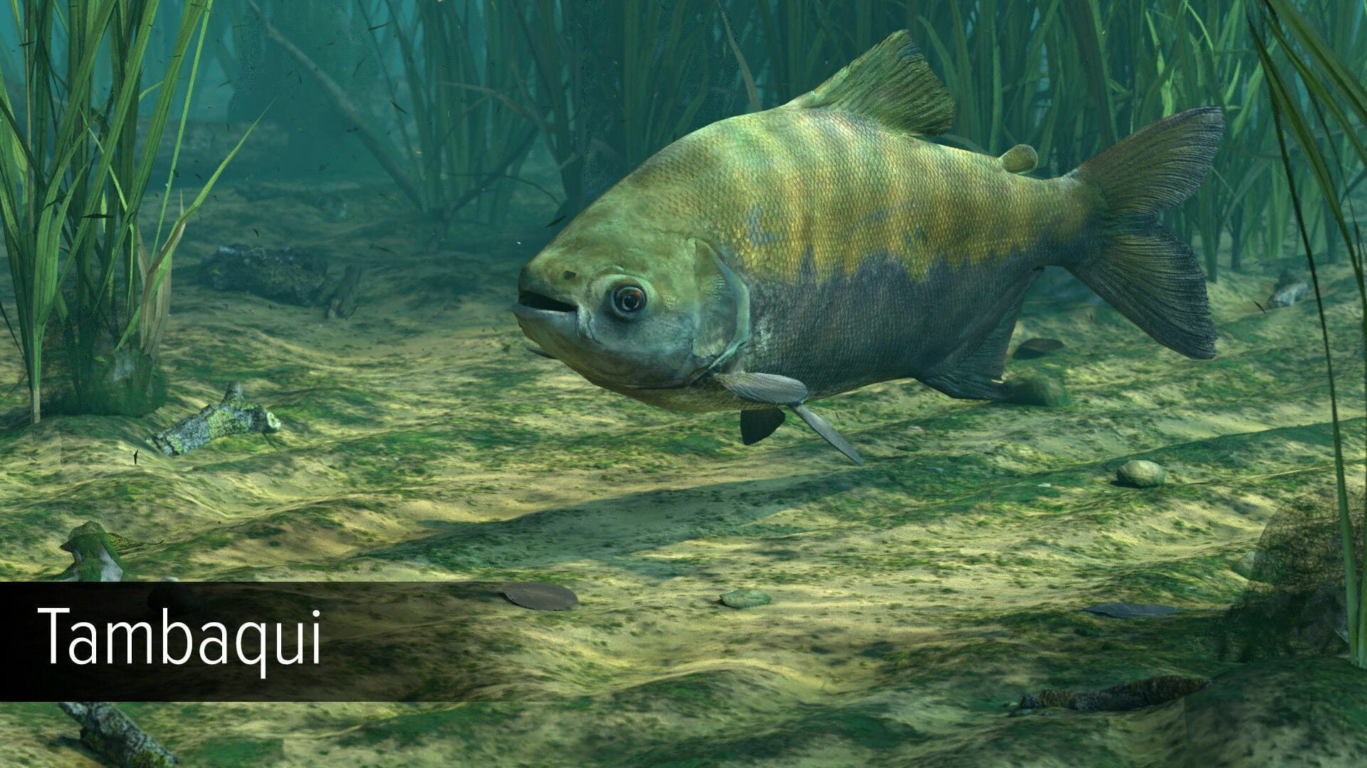 Screenshot for Ultimate Fishing Simulator: Amazon River