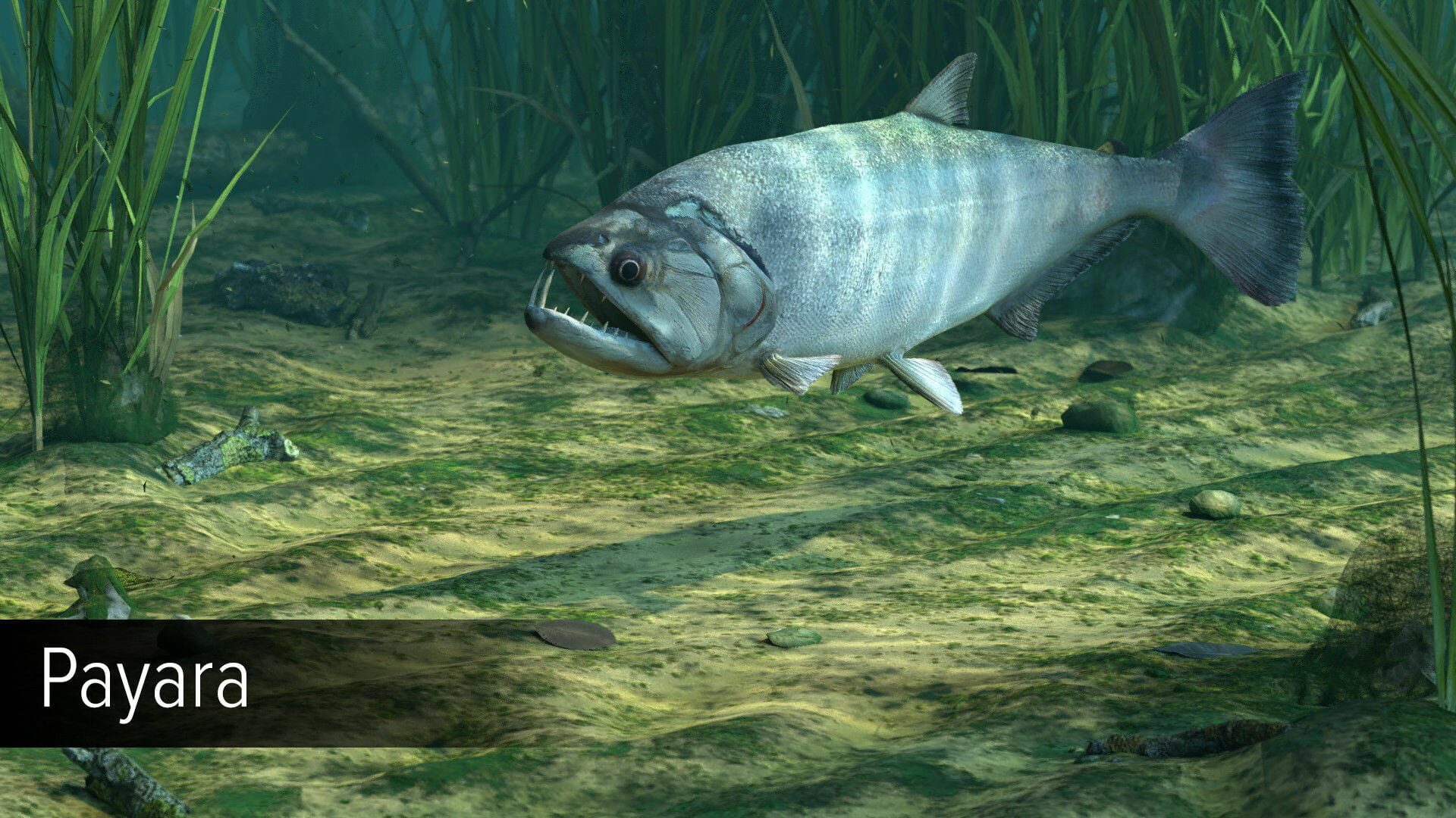 Screenshot for Ultimate Fishing Simulator: Amazon River