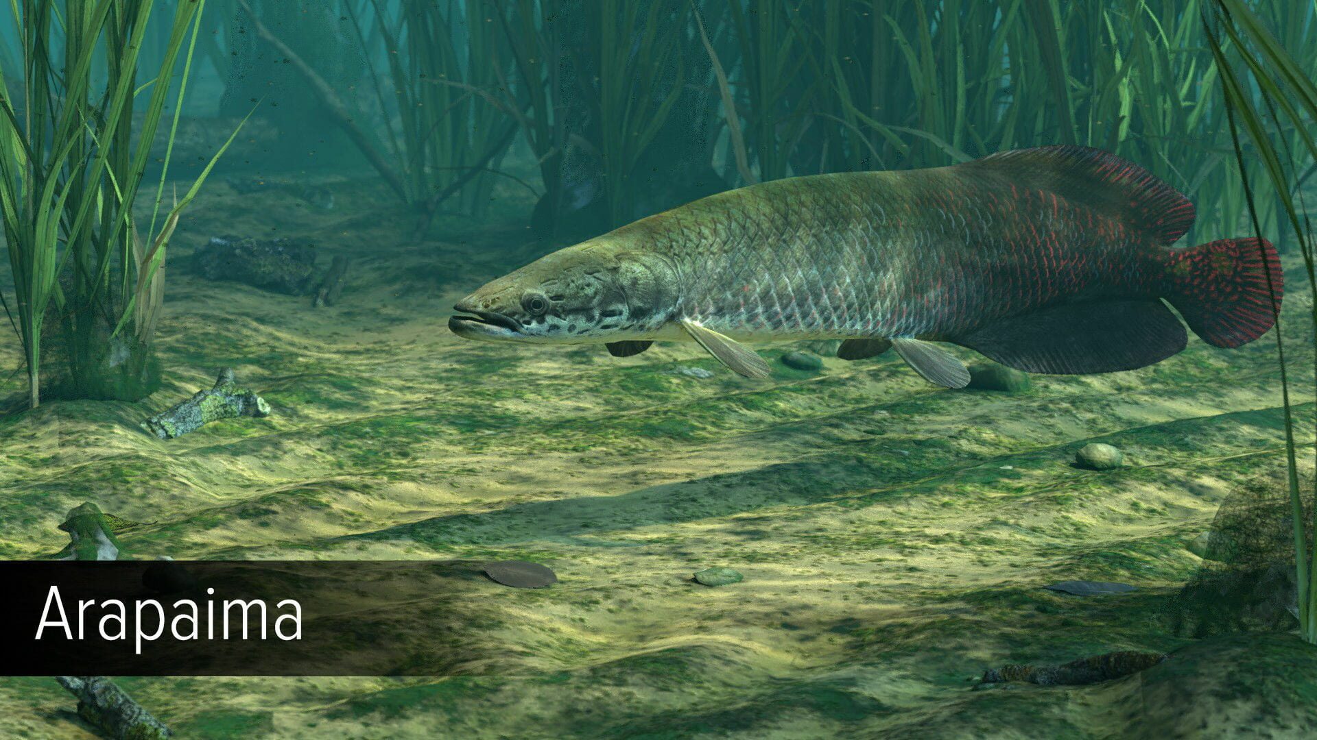 Screenshot for Ultimate Fishing Simulator: Amazon River