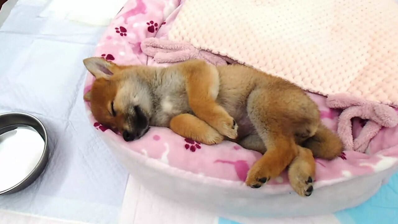 Screenshot for Shiba Mekuri