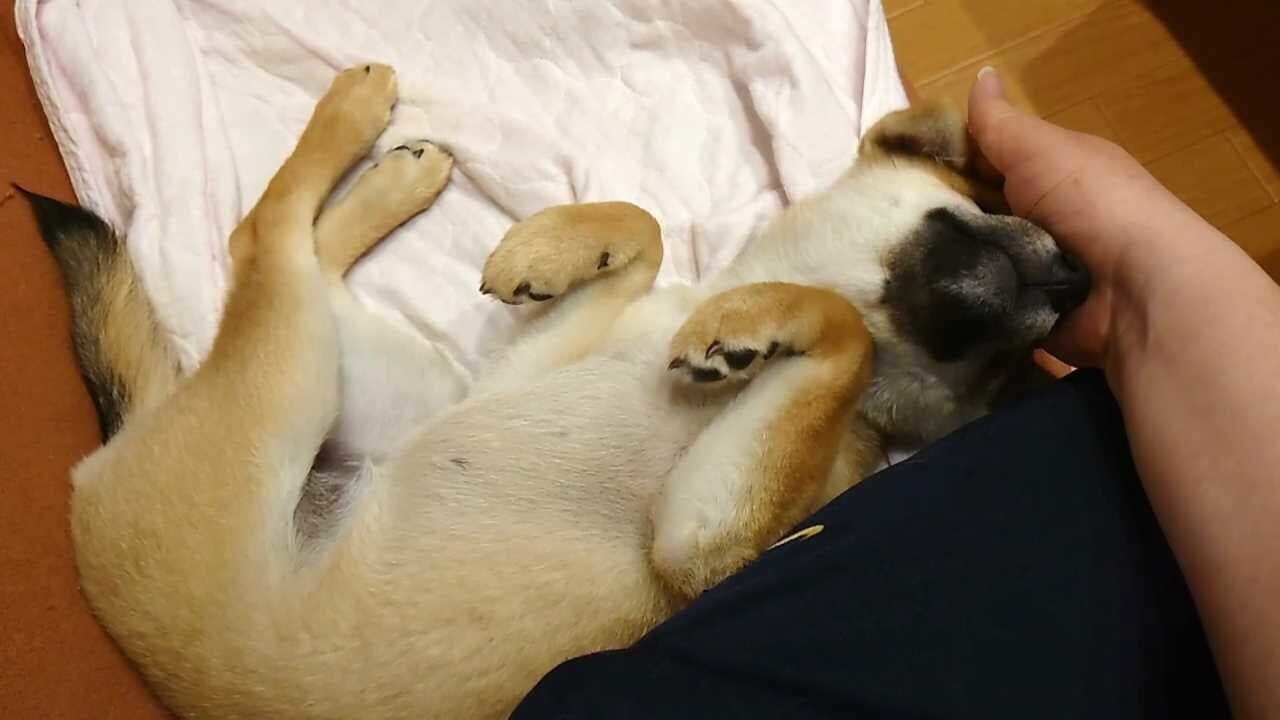 Screenshot for Shiba Mekuri