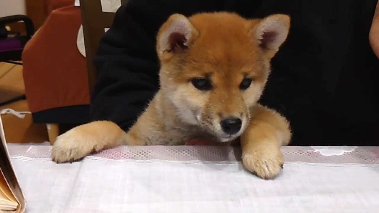 Screenshot for Shiba Mekuri
