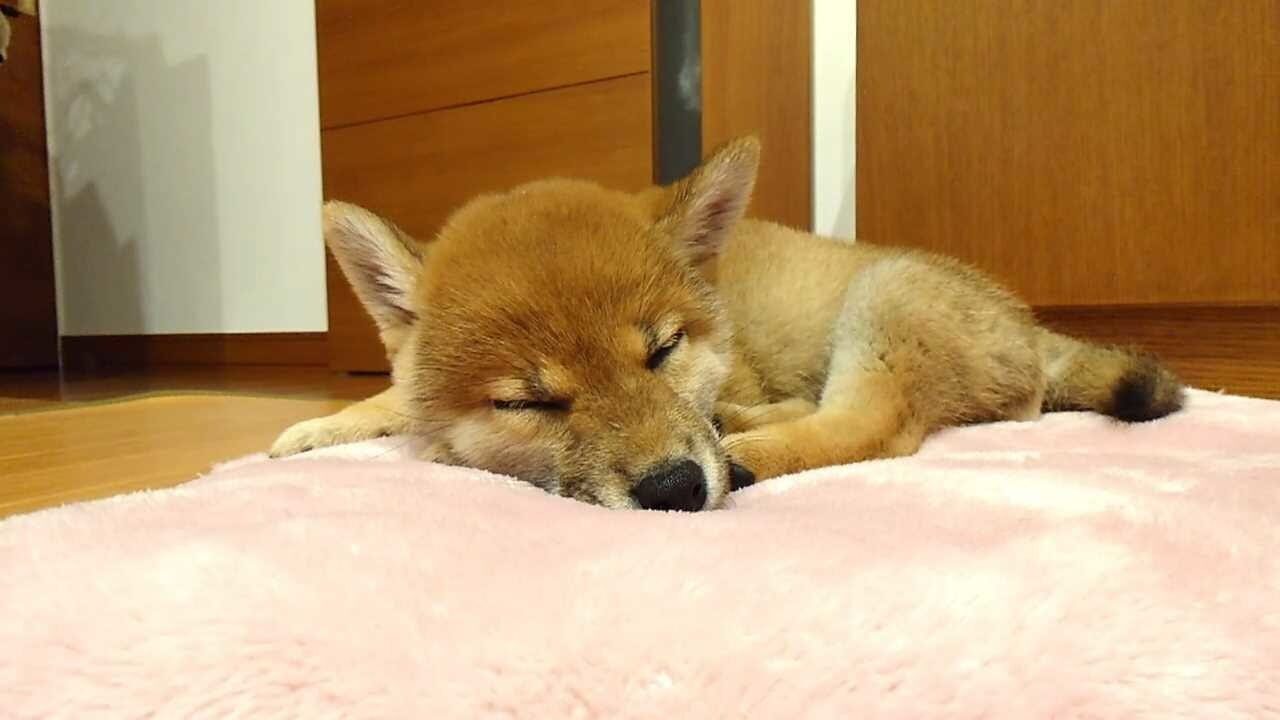 Screenshot for Shiba Mekuri