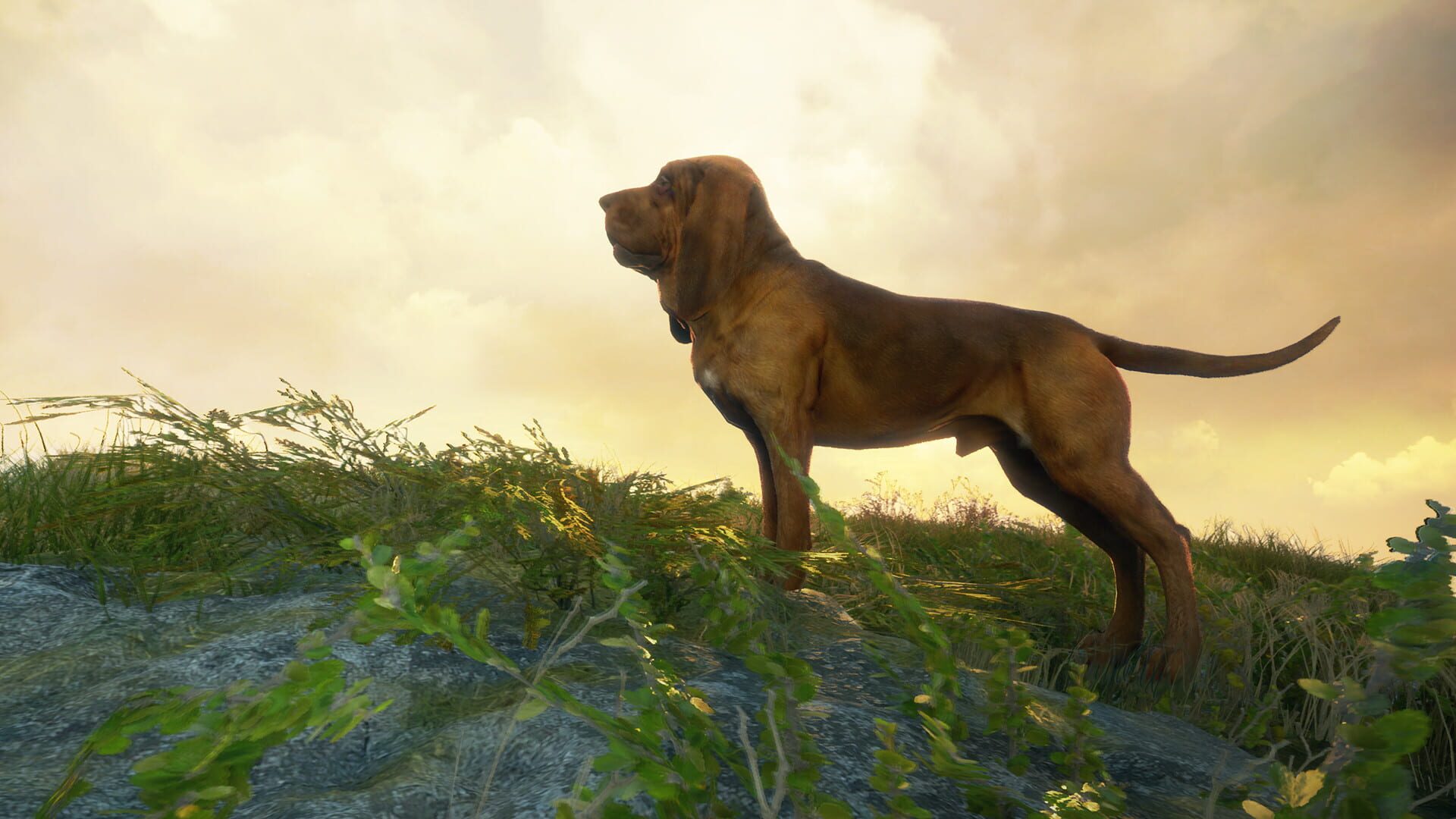 Screenshot for TheHunter: Call of the Wild - Bloodhound