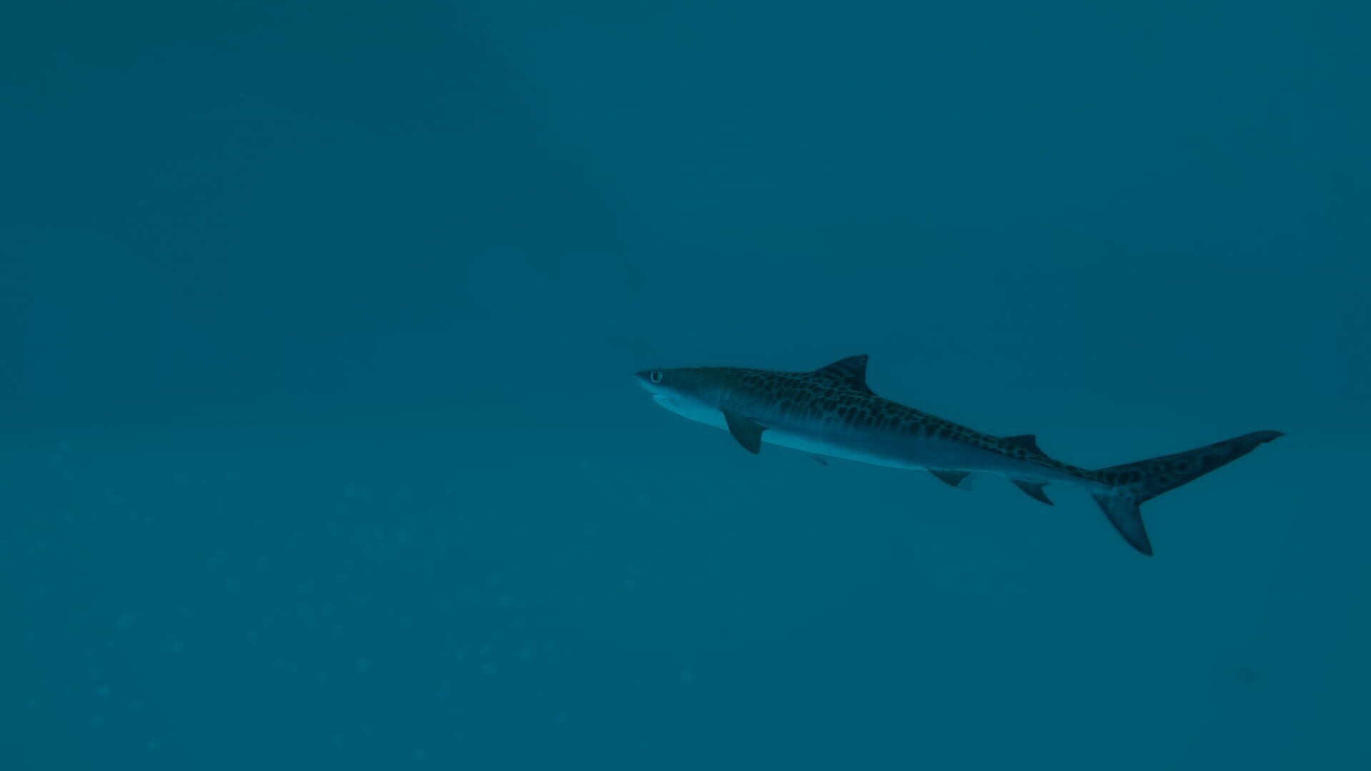Screenshot for Ultimate Fishing Simulator 2