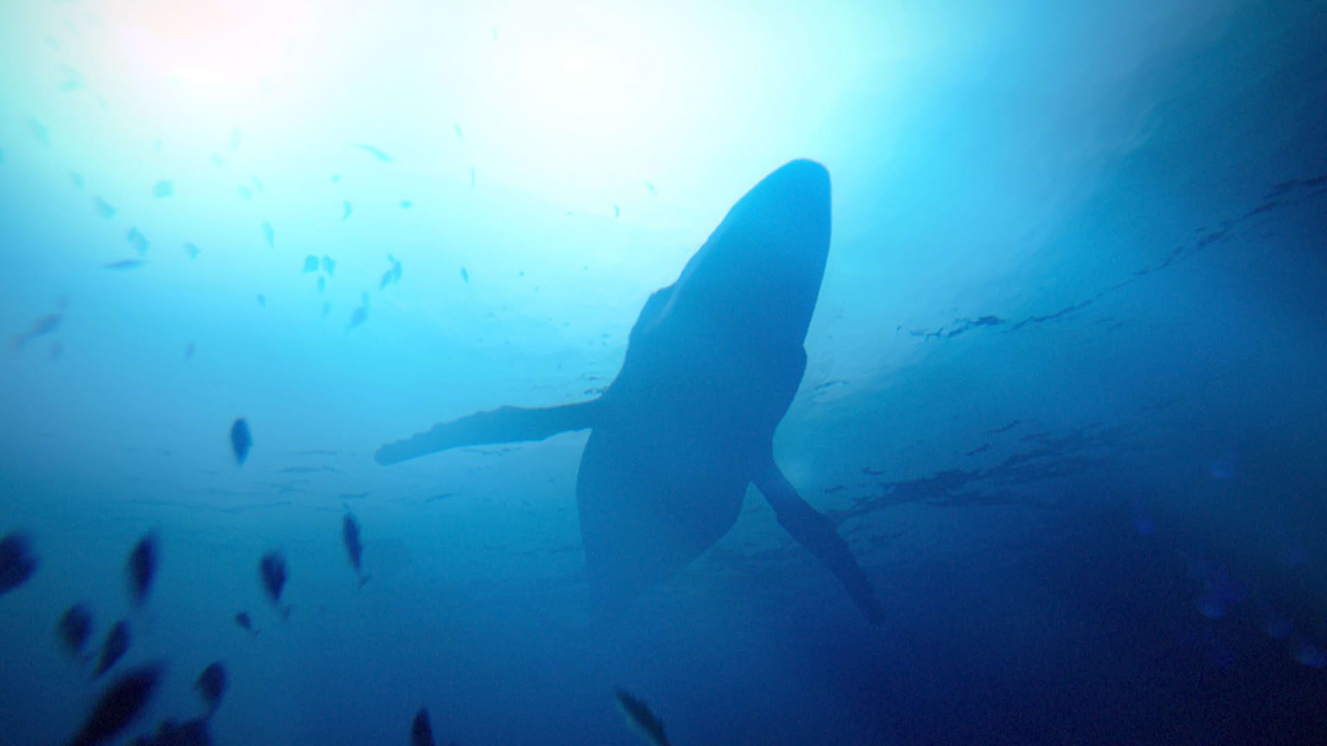 Screenshot for Under the Waves