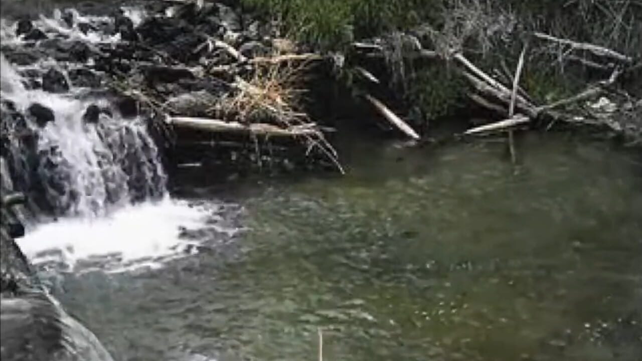 Screenshot for Reel Fishing