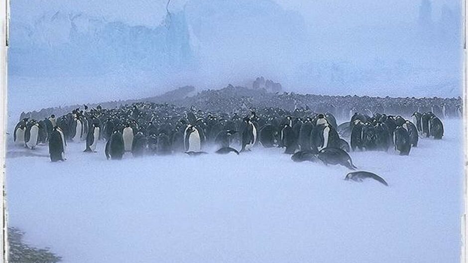 Screenshot for Attenborough's Antarctic: An Exploration of Life in the Freezer