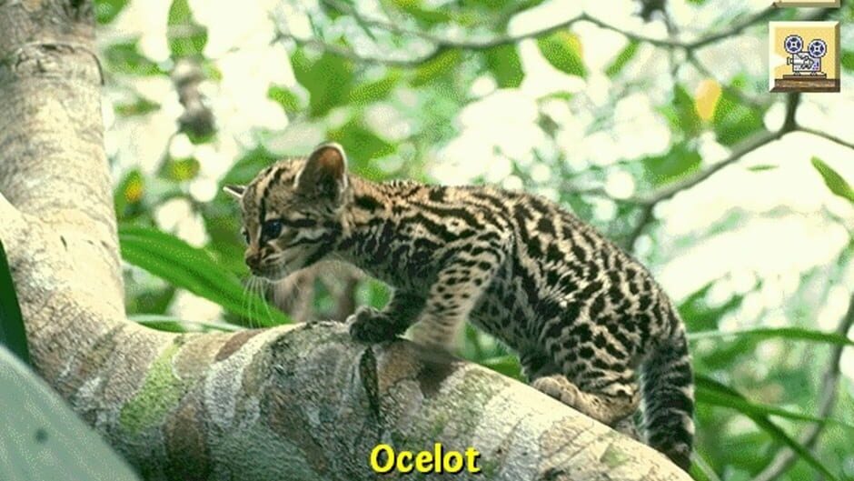 Screenshot for Discovering Endangered Wildlife