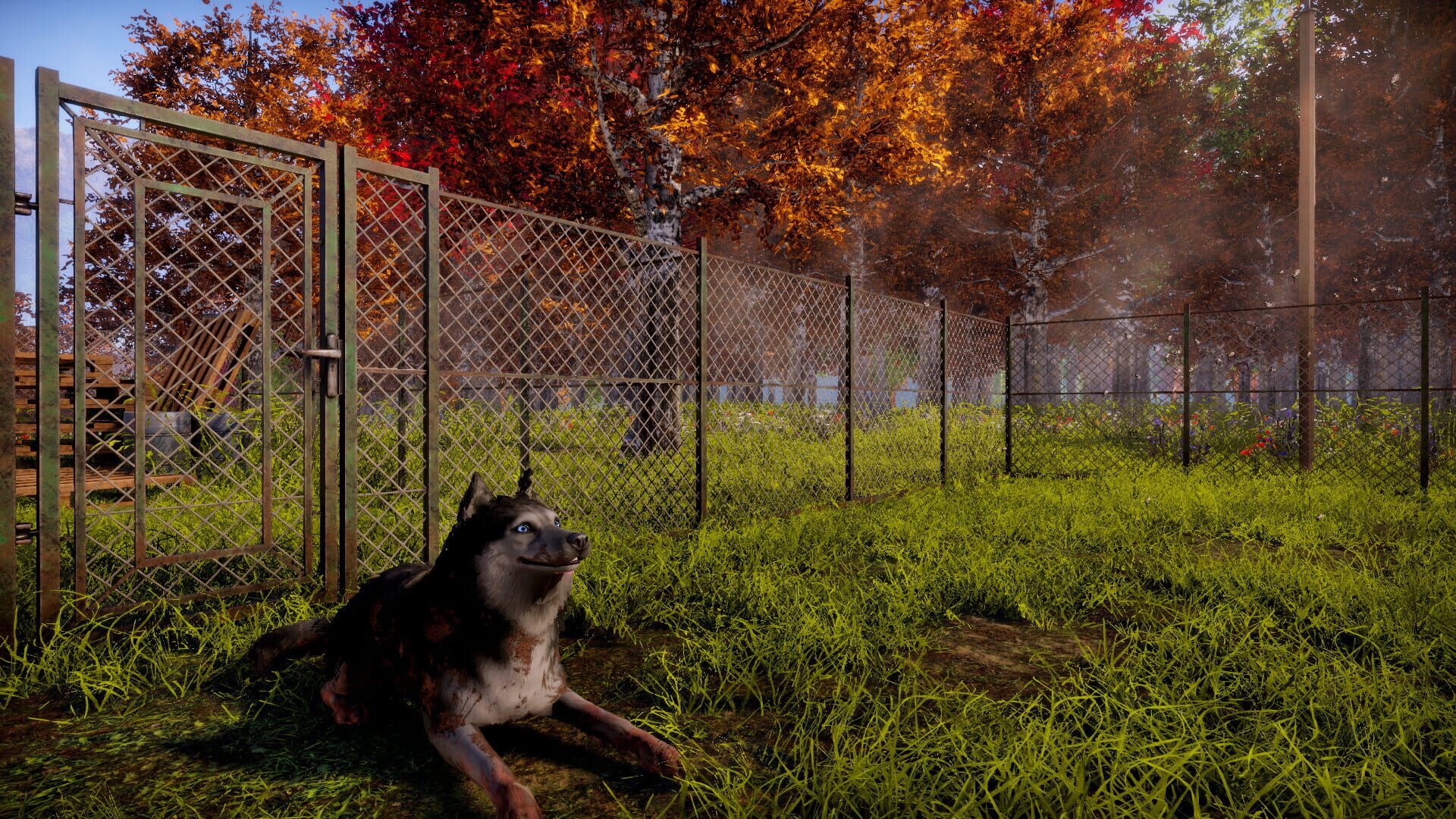 Screenshot for Animal Shelter 2