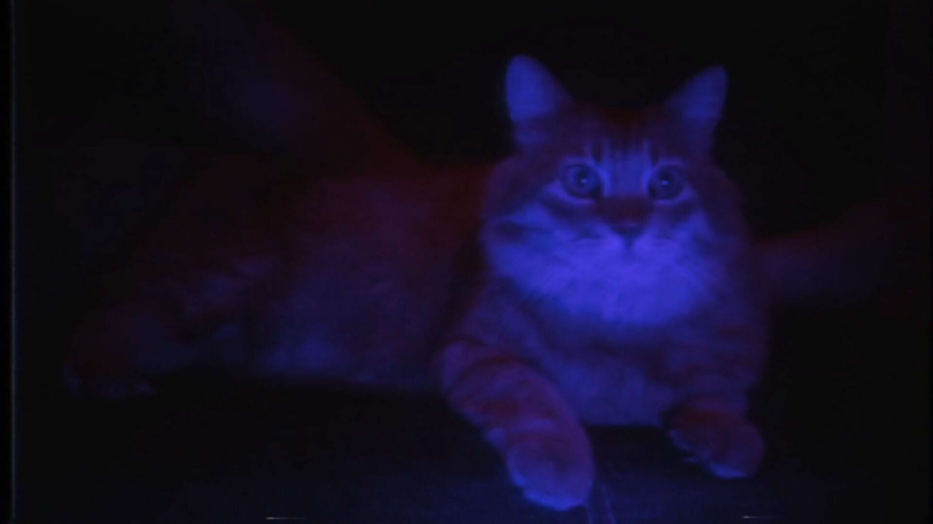 Screenshot for Puss!