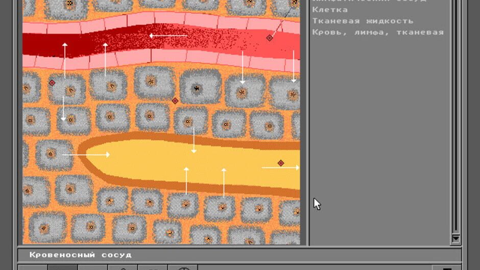 Screenshot for Body Quest