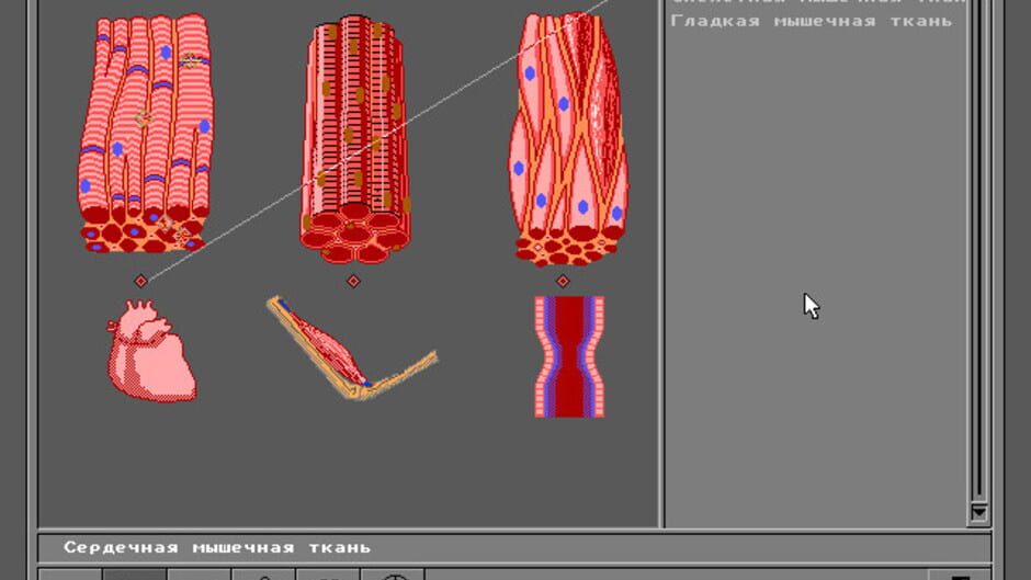Screenshot for Body Quest