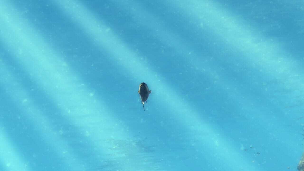 Screenshot for Depth Hunter