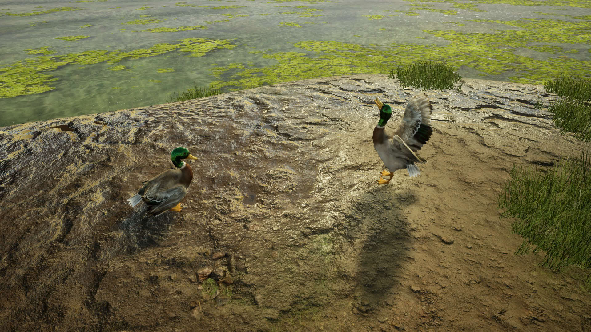 Screenshot for Animal Doctor