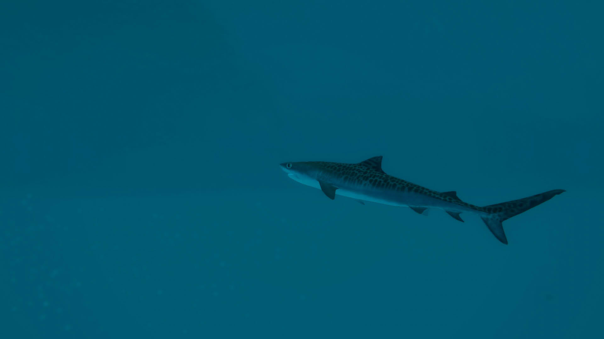 Screenshot for Ultimate Fishing Simulator 2