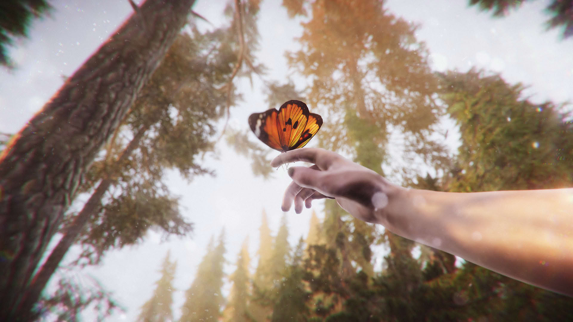 Screenshot for The Forest Cathedral