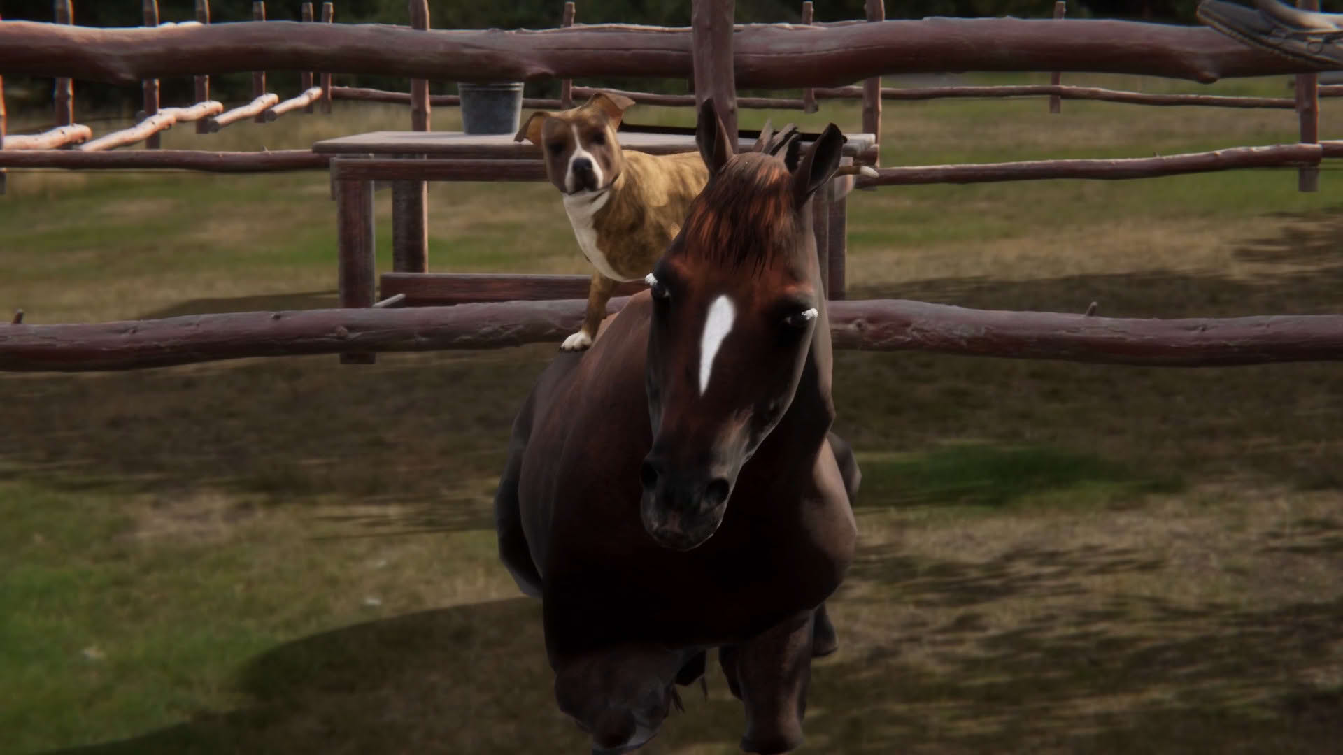 Screenshot for Animal Trainer