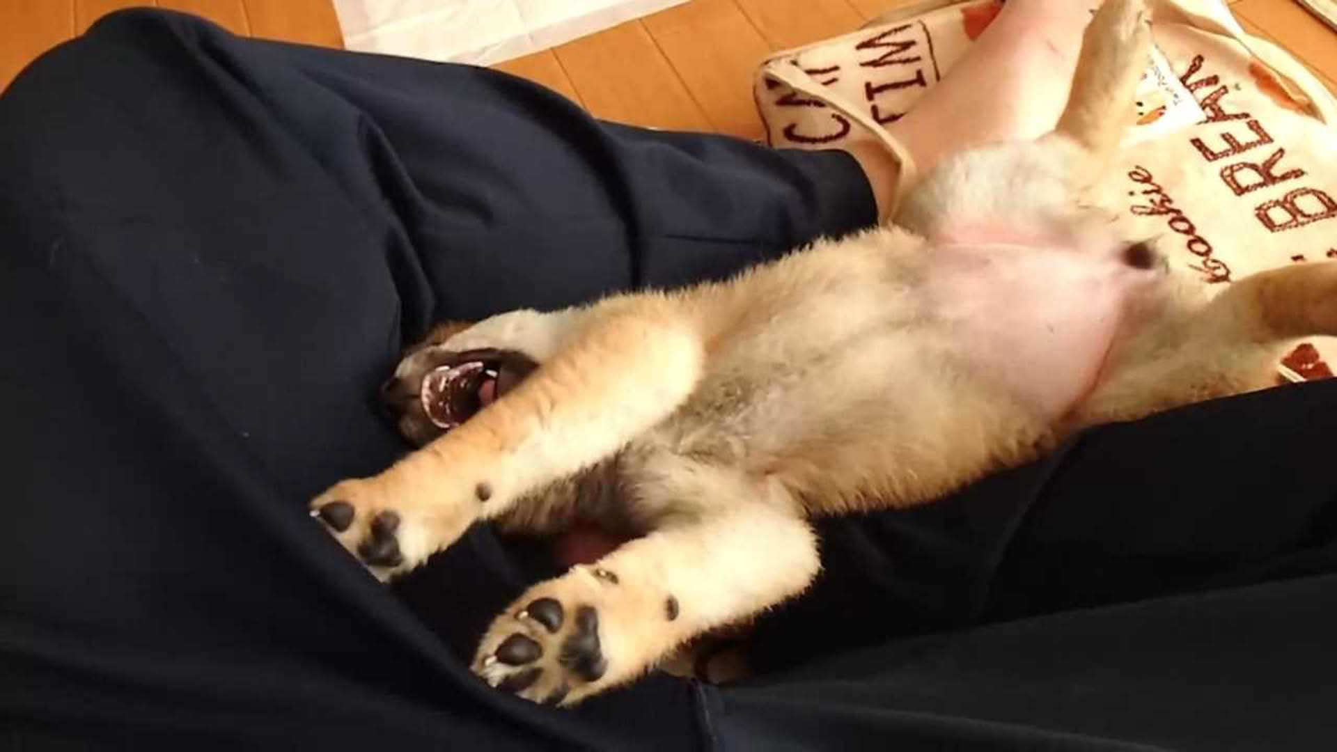 Screenshot for Shiba Mekuri