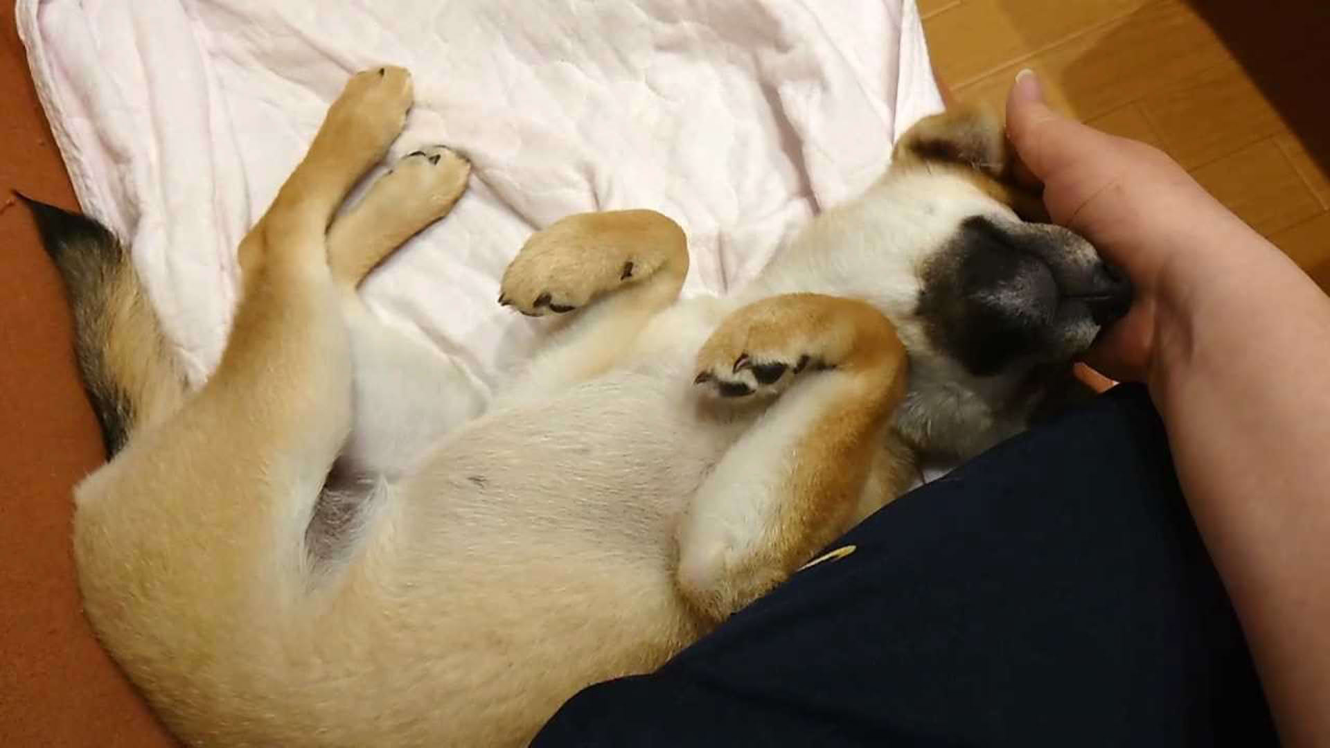Screenshot for Shiba Mekuri