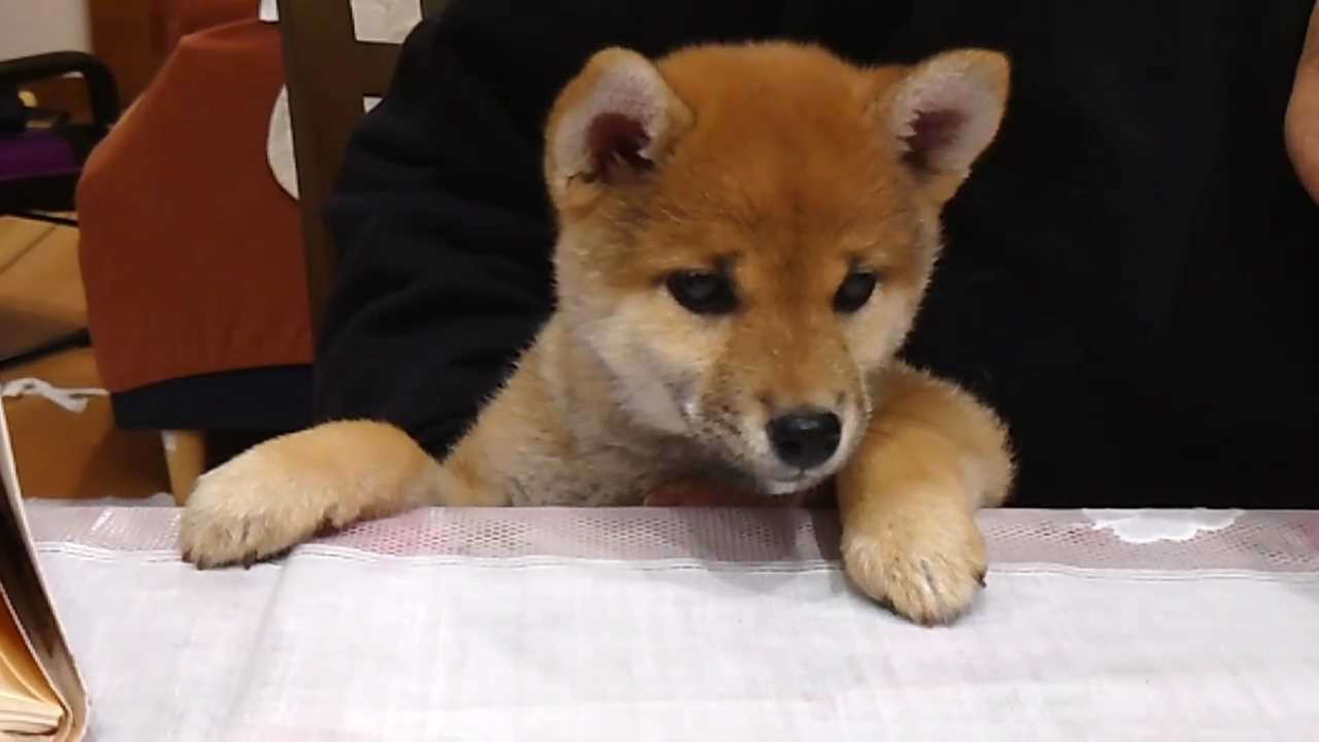Screenshot for Shiba Mekuri