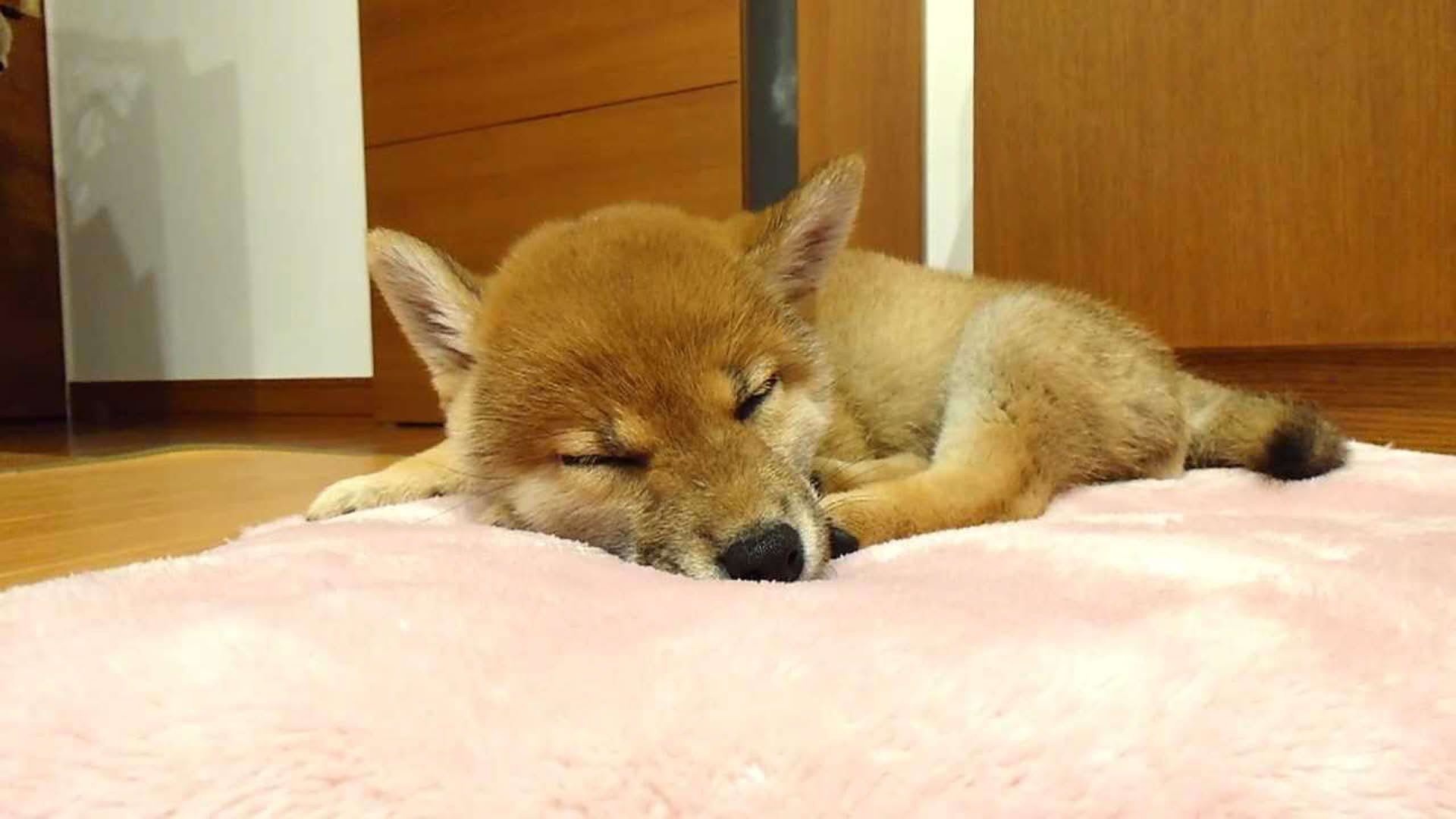 Screenshot for Shiba Mekuri