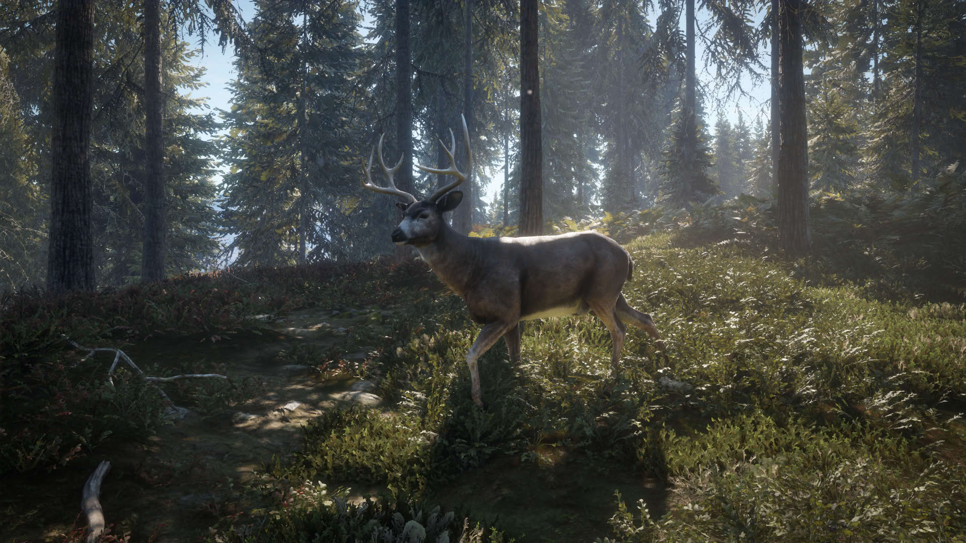 Screenshot for TheHunter: Call of the Wild