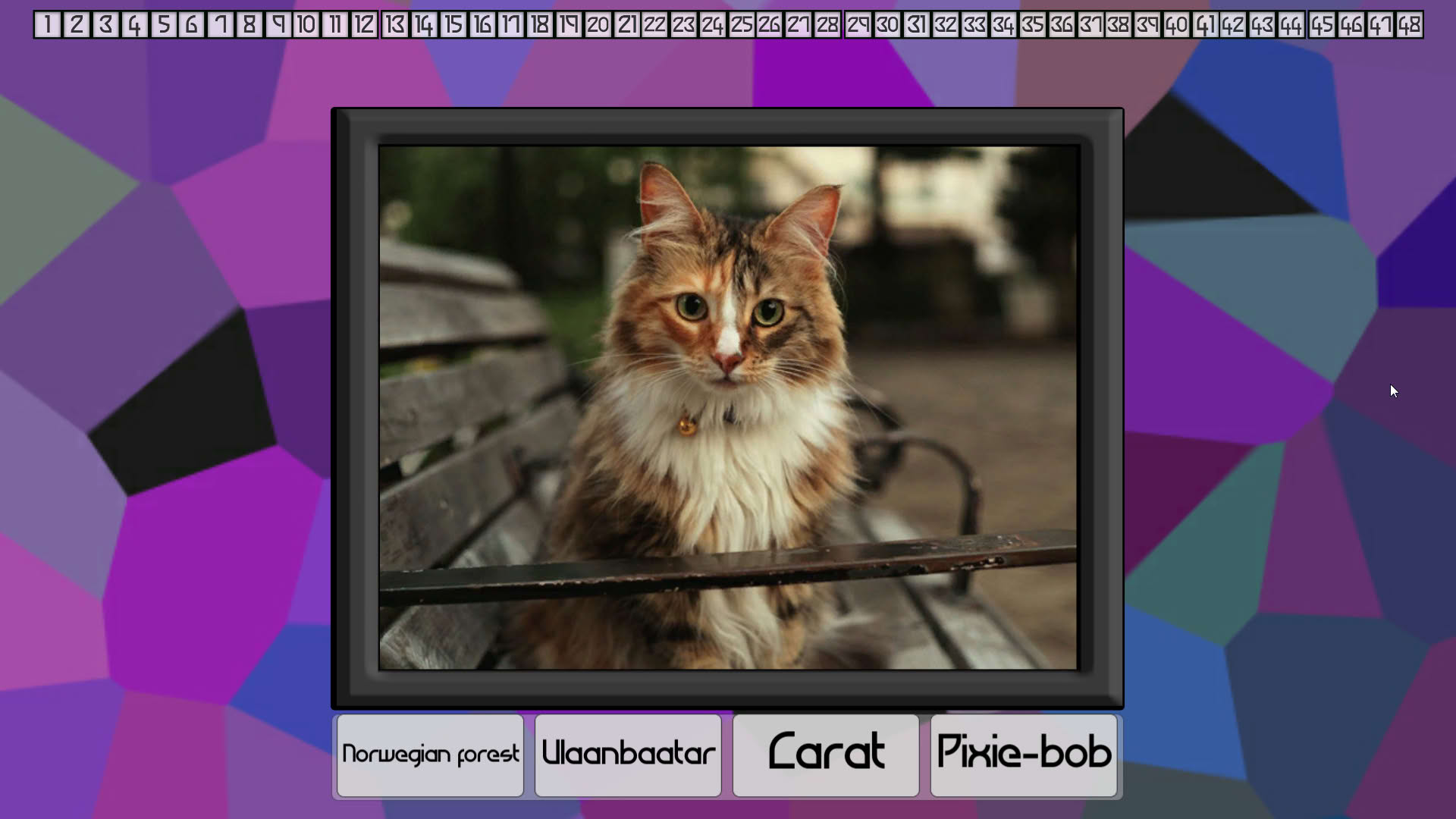 Screenshot for Test Your Knowledge: Cats