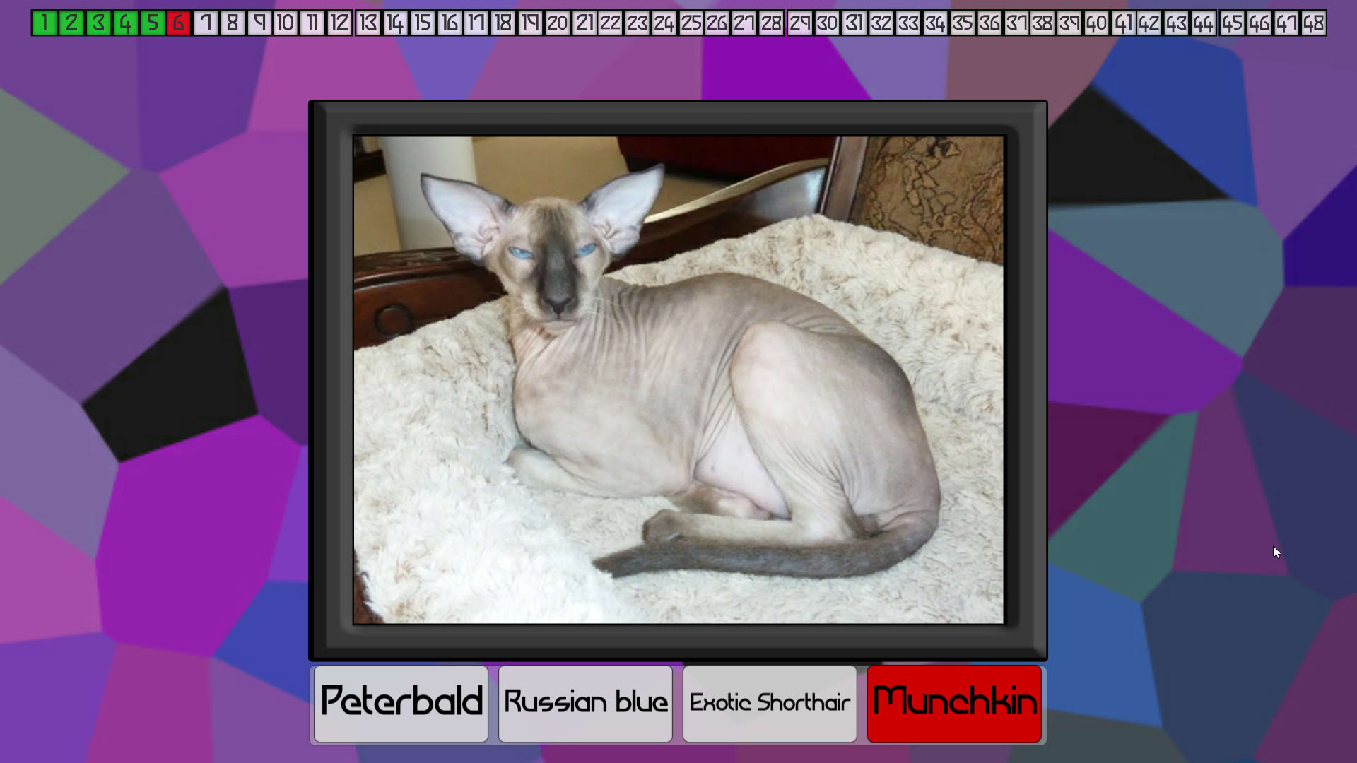 Screenshot for Test Your Knowledge: Cats