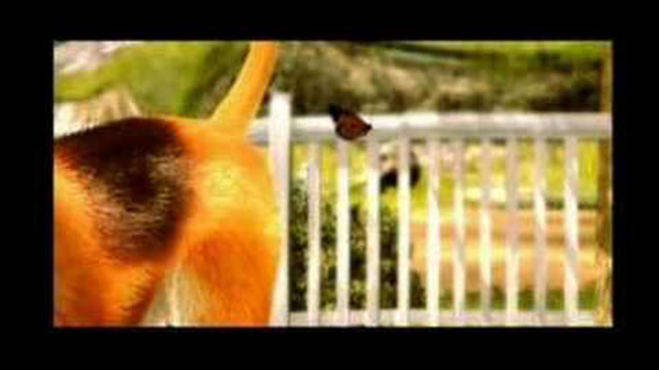 Dog's Life - Trailer