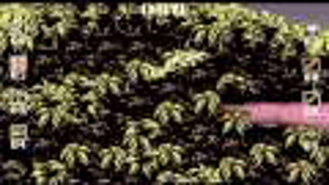 Amiga Longplay Apocalypse