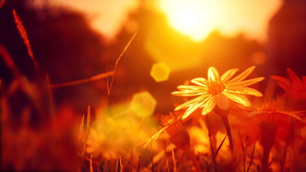 Petals Game